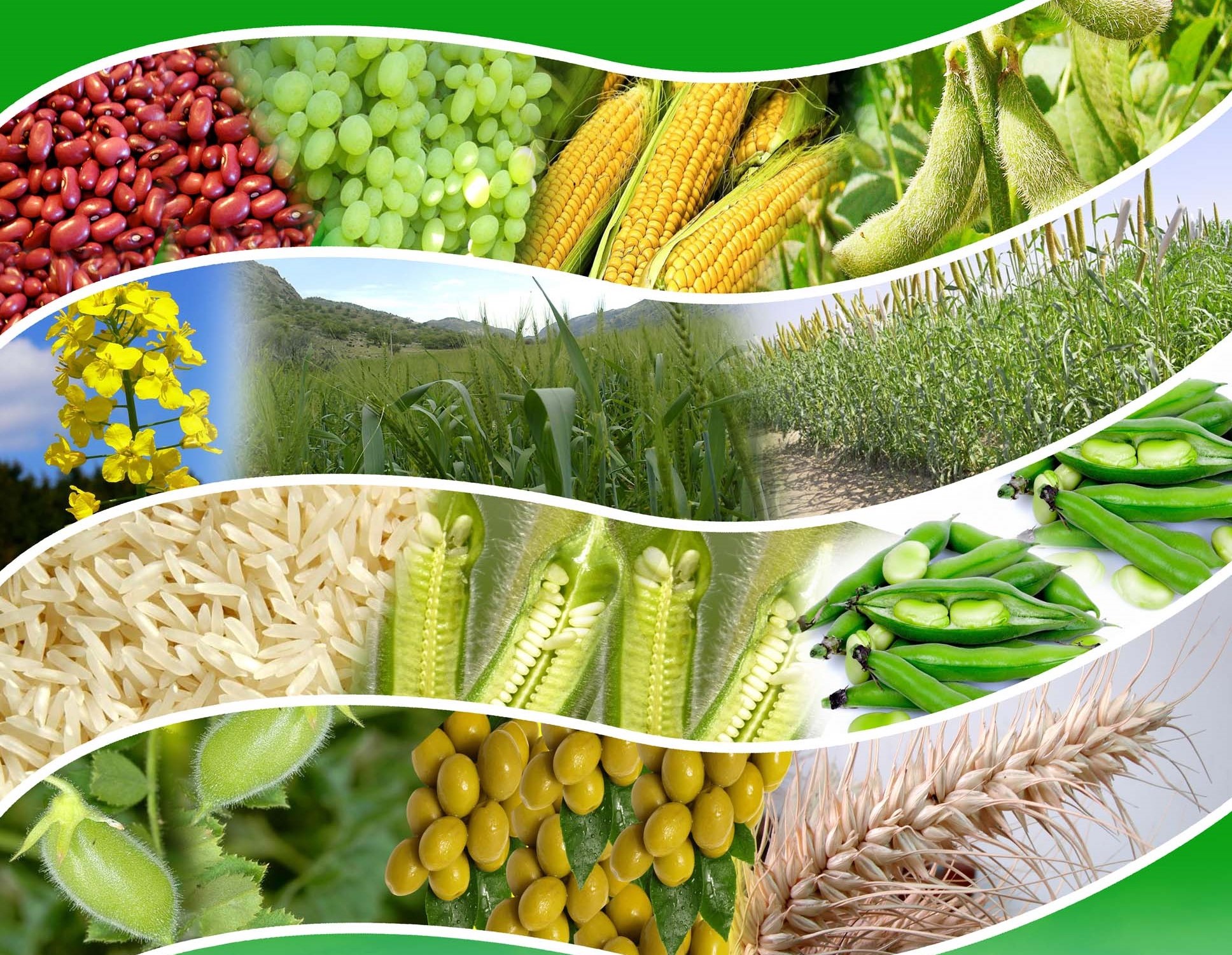 ارقام معرفی شده.jpg